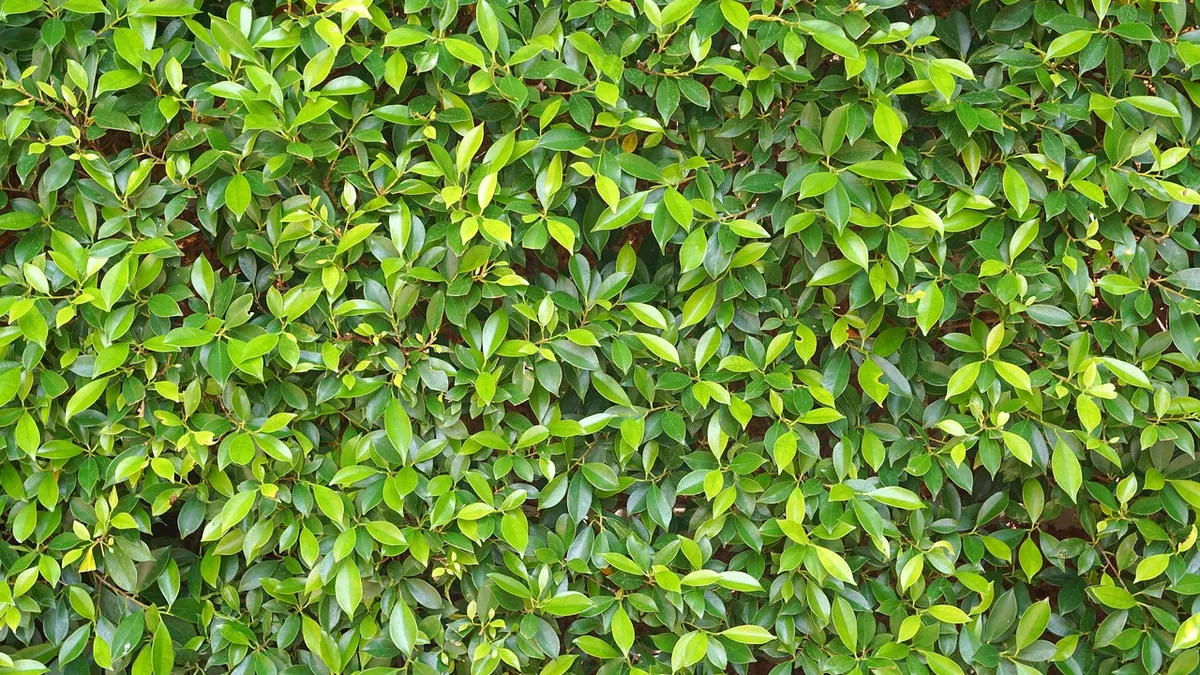 chọn đàn ông trưởng thành hay người yêu mình nhiều hơn — PHI my.aphica.com